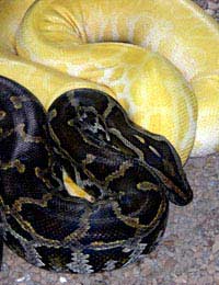Snakes Snakebite Venom Poisonous