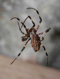 Spider Scorpion Black Widow Red-back