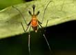 Avoiding Malaria and Insect Born Diseases